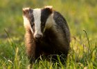 Badger Watch - David Atkinson (Open).jpg